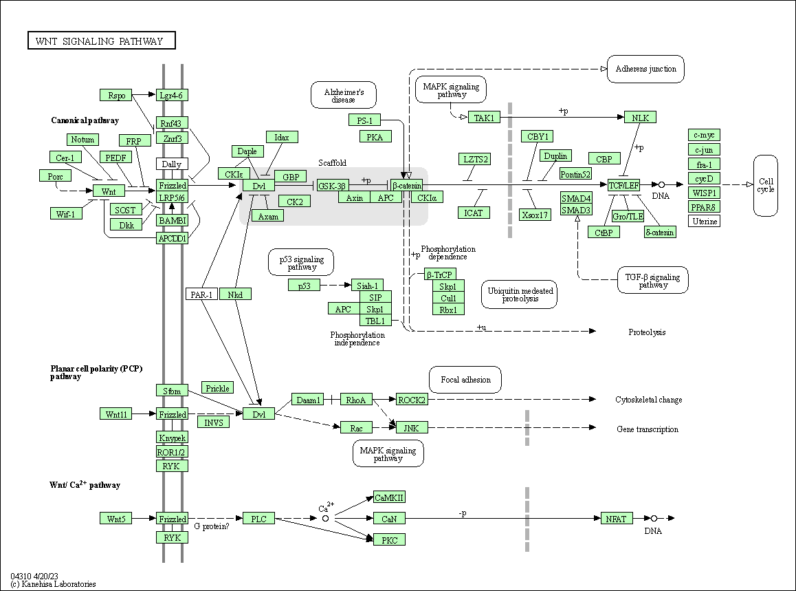 Wnt pathway dre04310.png